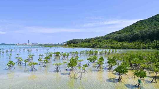 中国海南三亚红树林湿地保护区
