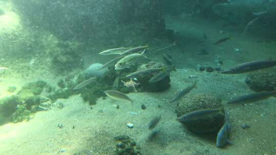 水族馆内的海洋生物