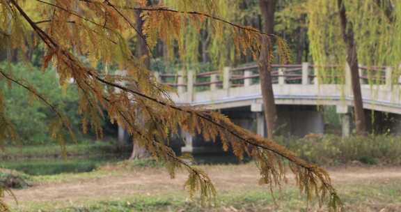 风吹水杉叶