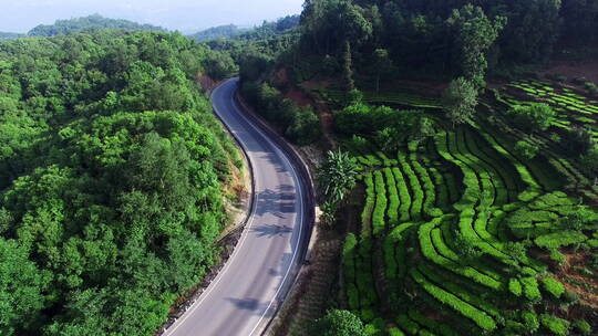 森林中公路边的绿色茶地