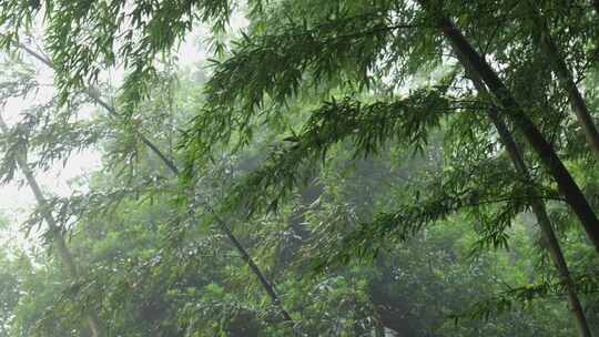 下雨天茂密的竹林枝叶繁茂生机勃勃的景象