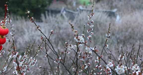 苏州香雪海春天梅花