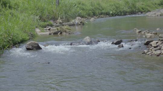 河流小溪青草泉水河边河水溪流水视频素材模板下载