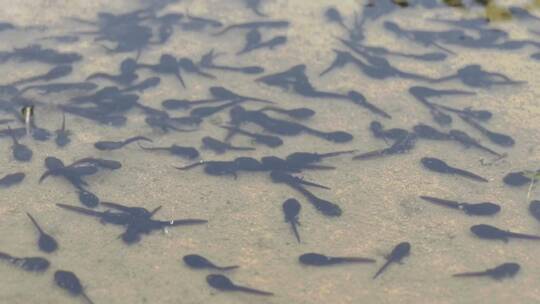 小池塘里成群的小蝌蚪