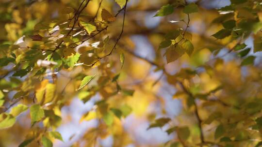 秋季随风飘扬的树枝视频素材模板下载