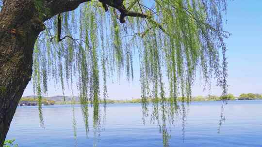 杭州西湖春天柳树风景