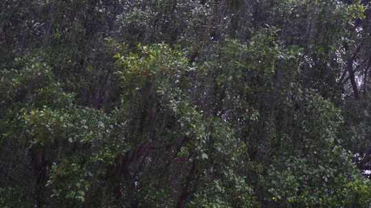 雨水暴雨下雨雨中茂密树林景象