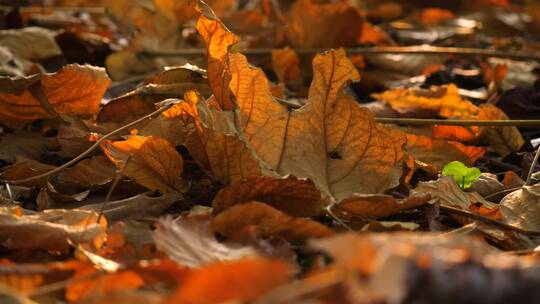 秋天树林里枯萎的落叶4k视频素材