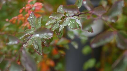 下雨和树叶