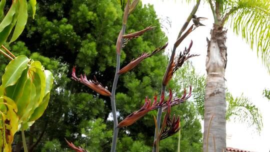 棕榈树上觅食的蜂鸟