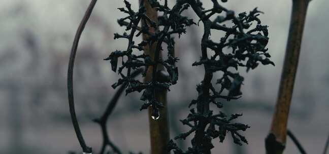 被雨滴覆盖的黑色枯死植物在风中悬挂