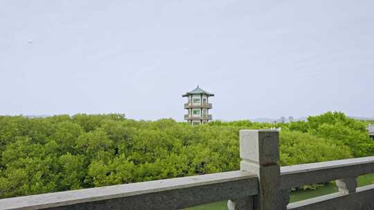 盐洲红树林保护区惠东候鸟白沙村3266