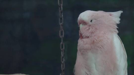 白色凤头鹦鹉大型鸟类保护动物羽毛