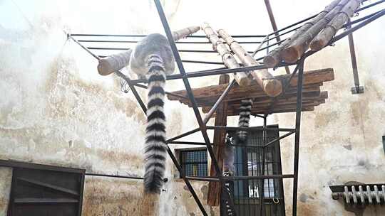 环尾狐猴 节尾狐猴 灵长目 狐猴科 猴子