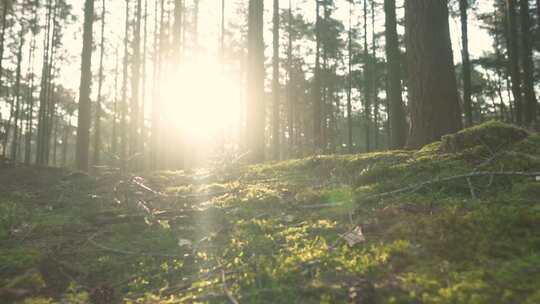 唯美小清新树叶光影逆光