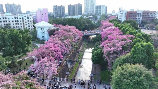 中国广东省广州市从化区华软异木棉