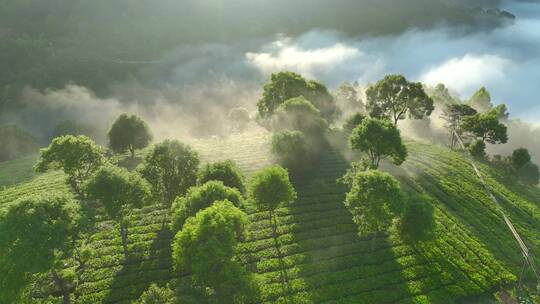 航拍茶山