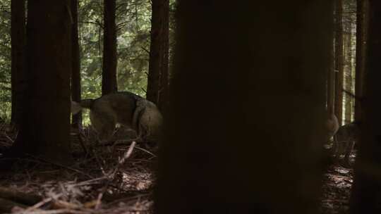 野生，猎狼犬，森林，林地