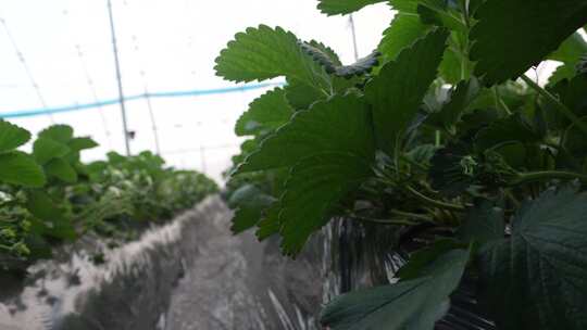 草莓园 农田 农业作物 水果 绿色植物 温室