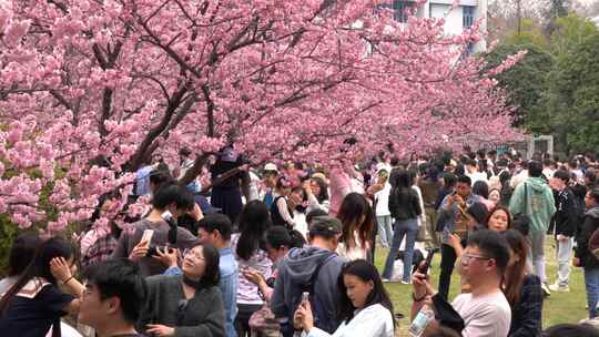 春天武汉大学樱花季美丽的樱花盛开