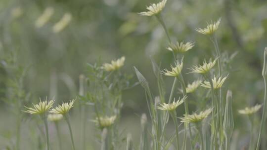 野花野草蒲公英LOG