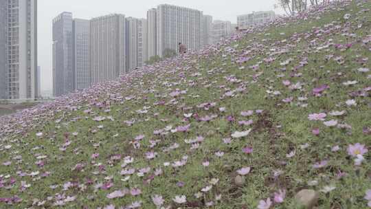 【4k】城市中的格桑花