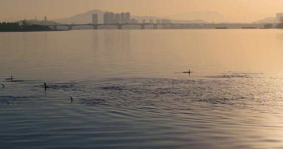 杭州双浦钱塘江五丰岛生态环境鸬鹚越冬风光