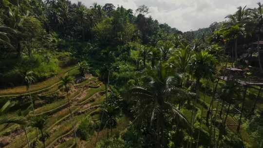 FPV穿越机无人机航拍热带雨淋梯田森林树林