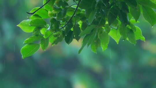 森林树叶下雨