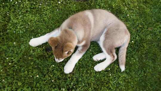 西伯利亚哈士奇小狗嗅着外面的草