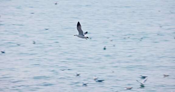 大海海面飞翔的海鸥