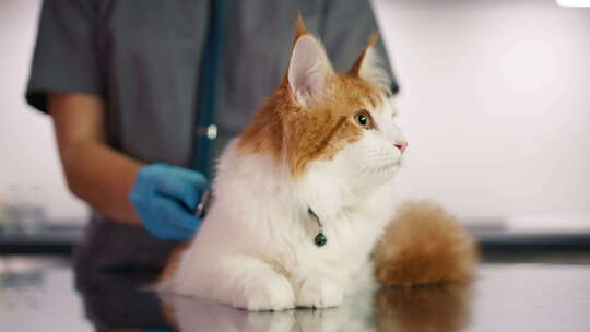 兽医检查猫在检查台上兽医使用听诊器