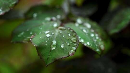 雨天植物叶子的雨水雨滴水珠的自然治愈风景视频素材模板下载