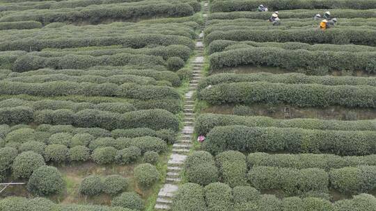 茶茶叶红茶艺采茶泡茶红茶山春茶道茶园农业