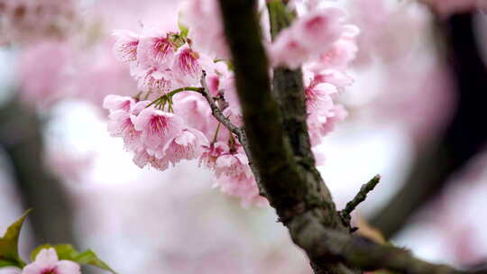 樱花盛开樱花树视频素材模板下载