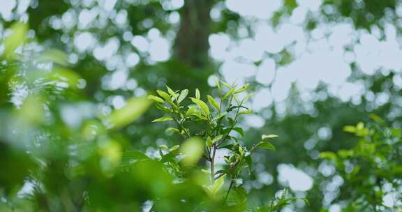 茶园生态植物有机苔藓茶叶生长状态空镜