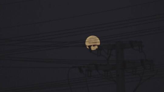 夜晚月亮电线杆视频素材模板下载