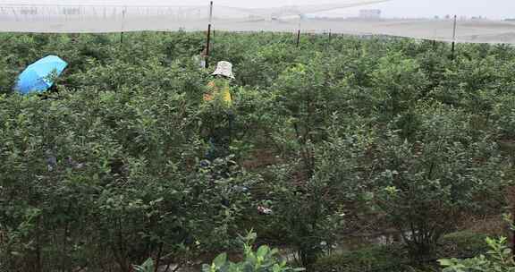 大型蓝莓种植基地采摘蓝莓 常州溧阳曹山