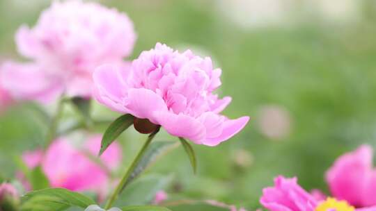 中国情花芍药花