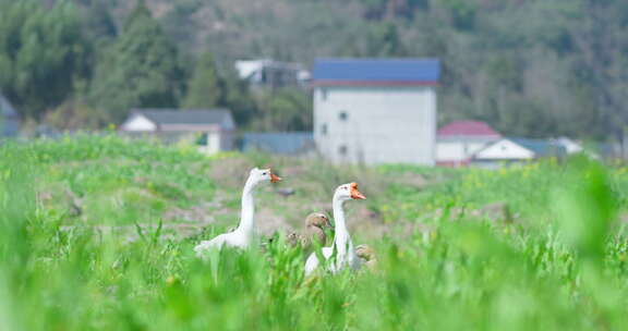 田园风光白鹅