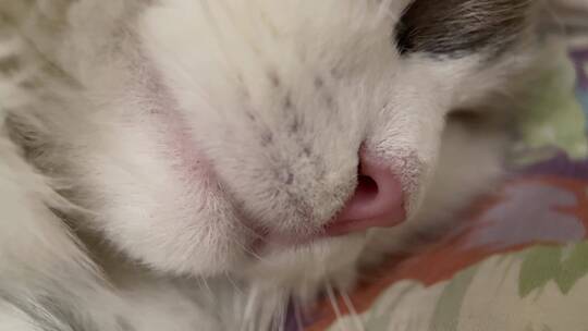 【镜头合集】猫咪鼻子爪子微距特写