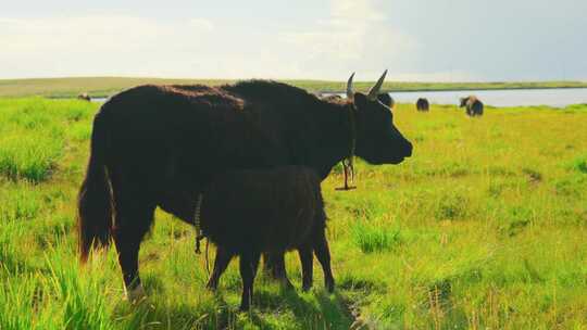 青海湖边的牦牛