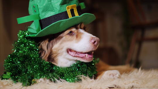 狗狗戴着绿色的帽子趴在地毯上