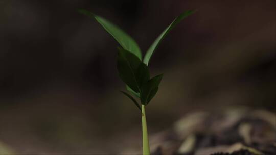 植物生长各角度拍摄