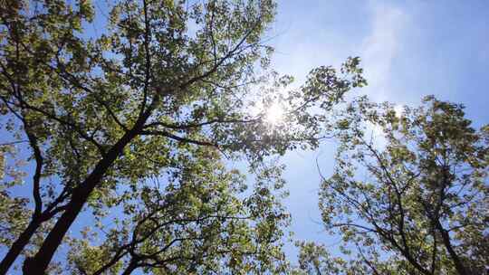 夏天阳光穿过树林树叶子自然风景视频素材视频素材模板下载