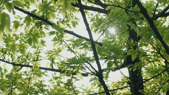 阳光透过树叶洒下空镜头
