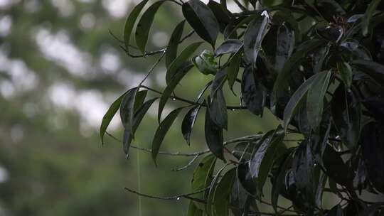 雨滴落在一棵树的绿叶上