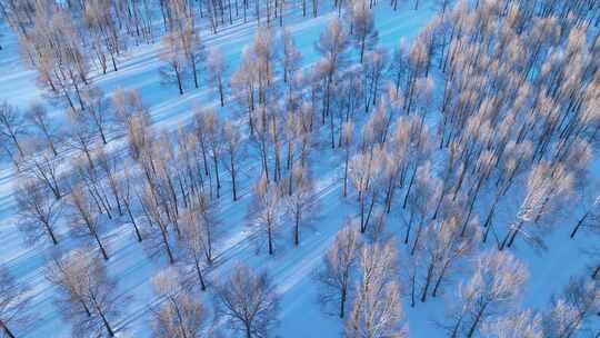 冬季雪地中树木林立的唯美景象