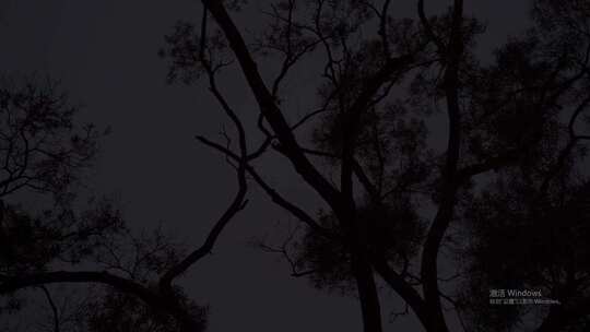 仰望夜空下的树枝