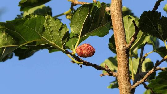桑树未成熟的红色浆果映衬着蓝色无云的天空